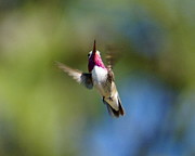 Hummer in Flight Photograph by Ben Upham III