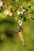 Hummingbird and Manzanita blossom Photograph by Paul Johnson Hummingbird and Manzanita blossom Photograph by Paul Johnson