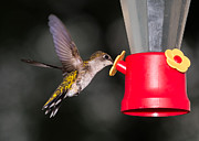 Hummingbird Gets A Drink Photograph by Holden The Moment