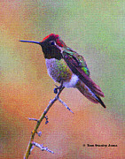Hummingbird On A Stick Photograph by Tom Janca
