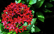 Hungry Bee Photograph by Bradley Dever