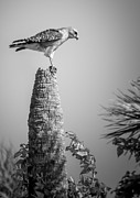 Hunting Hawk Photograph by David Hart Hunting Hawk Photograph by David Hart