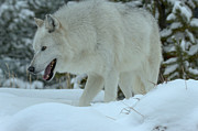 Hunting Through The Snow Photograph by Adam Jewell Hunting Through The Snow Photograph by Adam Jewell