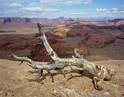 Hunts Mesa Log Photograph by Tom Daniel