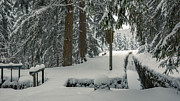 Huttaler Graben, Harz Photograph by Andreas Levi