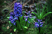 Hyacinthus  Photograph by Riccardo Mottola