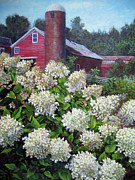 Hydrangea and Red Barn Painting by Marie Witte Hydrangea and Red Barn Painting by Marie Witte