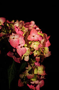 Hydrangea on Black Photograph by Joni Eskridge Hydrangea on Black Photograph by Joni Eskridge