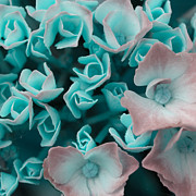 Hydrangeas Up Close Painting by Bonnie Bruno
