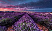 Hypnosis Photograph by Jorge Maia