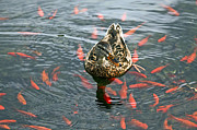 I Feel Out Of Place Photograph by James Steele