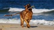 I Got It - German Shepherd Dog Photograph by Angie Tirado I Got It - German Shepherd Dog Photograph by Angie Tirado