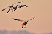 I know what I'm doing Photograph by Sherry Clark