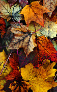 I Love Fall 2 Photograph by Joanne Coyle
