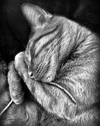 I Shall Call Him Stringy Photograph by Shevon Johnson