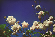 I Swear I Recognize Your Breath Photograph by Laurie Search