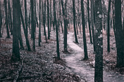 Ice Age Trail Near Lapham Peak Photograph by Scott Norris