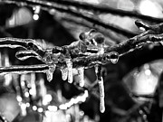 Ice, Ice Baby Digital Art by Kathleen Illes