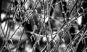 Iced Photograph by Susan Maxwell Schmidt