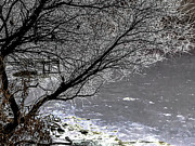Iced Tree Photograph by William Norton Iced Tree Photograph by William Norton