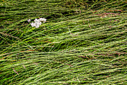 Icelandic Summer Flowers Photograph by KG Thienemann