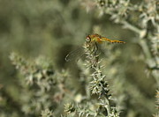 Immature ruddy darter, sympetrum sanguineum, in Camargue, France Photograph by Elenarts - Elena Duvernay photo