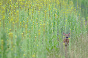 Immersed In Mullein Photograph by Brook Burling