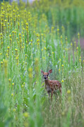 Immersed In Mullein Vertical Photograph by Brook Burling