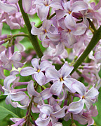 Sea of Lilacs Photograph by Kathi Mirto