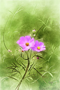 In An August Breeze Digital Art by Lois Bryan