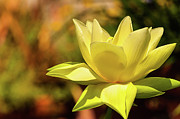 In Bloom Photograph by Charles McCleanon