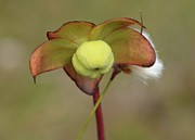 In Bloom Photograph by Randy Bodkins