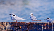 In Everything Tern Tern Tern Photograph by Jeff at JSJ Photography