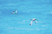 In-Line Formation Flying Photograph by Jeff at JSJ Photography