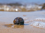 In My Way Photograph by Brad Boland