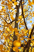 In the Aspen Tree Photograph by Michael Brungardt