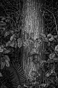 In the Brush Photograph by David Hillier