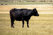 In the Pasture Photograph by K Bradley Washburn