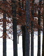 In The Presence of Elders Photograph by Linda Shafer