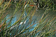 In The Weeds Photograph by Bill Barber