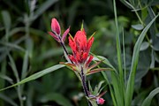 Indian Paintbrush Photograph by Michael Brungardt