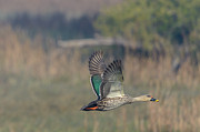 Indian Spot-billed Duck 03 Photograph by Werner Padarin