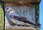Indignation Photograph by Carl Olsen