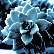 Indigo Succulent- Art by Linda Woods Pyrography by Linda Woods