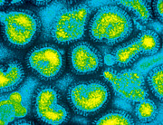Influenza Viruses, Tem Photograph by Omikron Influenza Viruses, Tem Photograph by Omikron