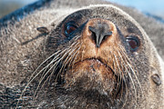 Inquisitive Photograph by Werner Padarin Inquisitive Photograph by Werner Padarin