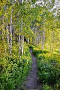 Into the Aspens Photograph by Michael Brungardt