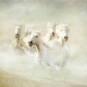 Into the Mist Photograph by Karen Lynch