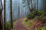 Into the Misty Forest Photograph by Peggy Collins