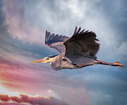 Into the Wild Photograph by Bill Posner